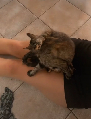 Illustration de l'article : Une chatte s'apprêtant à mettre bas décide de le faire sur les genoux de sa maîtresse émue (vidéo)