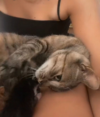Illustration de l'article : Une chatte s'apprêtant à mettre bas décide de le faire sur les genoux de sa maîtresse émue (vidéo)