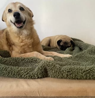 Illustration de l'article : Après avoir vécu 14 ans en refuge et 2 adoptions ratées, ce chien sénior découvre enfin l'amour et le confort