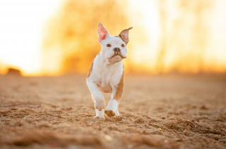Illustration de l'article : 18 photos de chiens sublimes, réalisées par une artiste passionnée par l'univers canin