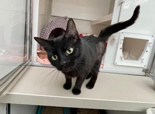 Illustration de l'article : Bonne nouvelle pour Zara, chatte noire endeuillée par la perte de son chaton