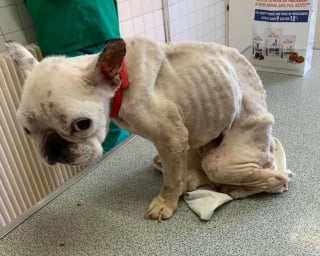 Illustration de l'article : Un Bouledogue Français cachectique et blessé découvert attaché à un buisson, une association le prend en charge