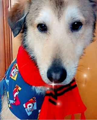 Illustration de l'article : Blessé et victime de l'indifférence humaine, ce chien à 3 pattes recherche la famille de ses rêves