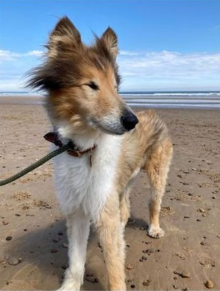 Illustration de l'article : Une auxiliaire vétérinaire tombe sous le charme du chien dont elle a sauvé la vie et prend une merveilleuse décision