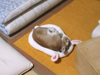 Illustration de l'article : 20 photos d'animaux qui font faire le plein d'ondes positives en un rien de temps
