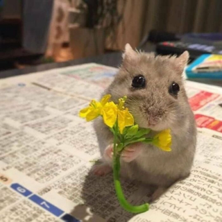Illustration de l'article : 20 photos d'animaux qui font faire le plein d'ondes positives en un rien de temps