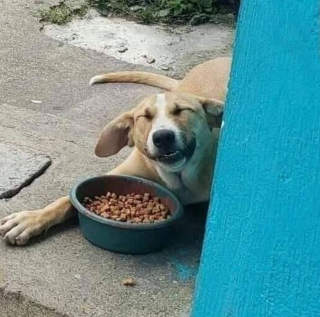 Illustration de l'article : 20 photos d'animaux qui font faire le plein d'ondes positives en un rien de temps
