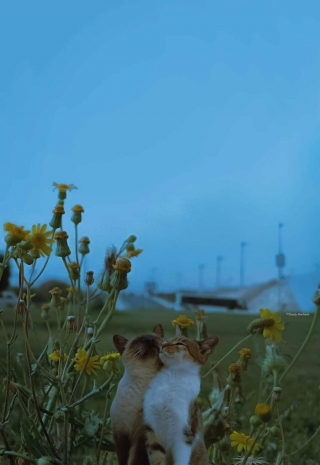 Illustration de l'article : 20 photos d'animaux qui font faire le plein d'ondes positives en un rien de temps