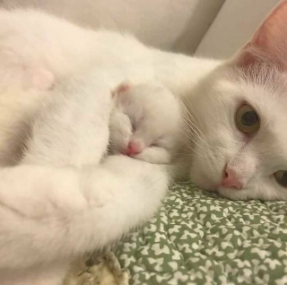 Illustration de l'article : 20 photos d'animaux qui font faire le plein d'ondes positives en un rien de temps