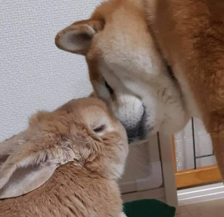 Illustration de l'article : 20 photos d'animaux qui font faire le plein d'ondes positives en un rien de temps