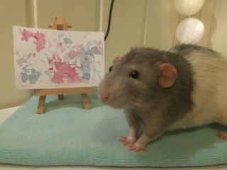 Illustration de l'article : 20 photos d'animaux qui font faire le plein d'ondes positives en un rien de temps