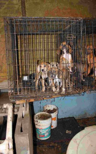 Illustration de l'article : Près de 200 chiens sauvés d'un refuge où ils étaient détenus dans des conditions déplorables, la propriétaire inculpée