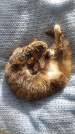 Illustration de l'article : Un chat à 3 pattes qui n'a jamais fugué reste introuvable pendant des jours, mobilisant les habitants
