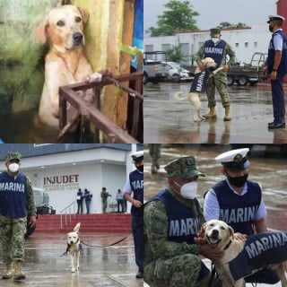 Illustration de l'article : 20 photos sublimes et émouvantes de chiens de travail qui donneraient tout pour remplir leur mission