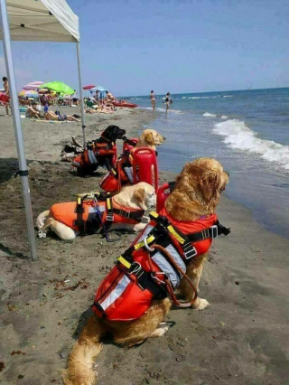 Illustration de l'article : 20 photos sublimes et émouvantes de chiens de travail qui donneraient tout pour remplir leur mission