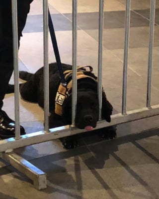 Illustration de l'article : 20 photos sublimes et émouvantes de chiens de travail qui donneraient tout pour remplir leur mission