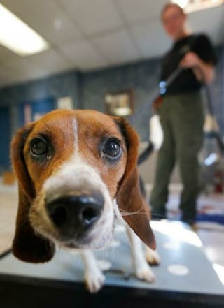 Illustration de l'article : 20 photos sublimes et émouvantes de chiens de travail qui donneraient tout pour remplir leur mission