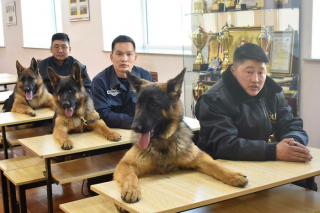 Illustration de l'article : 20 photos sublimes et émouvantes de chiens de travail qui donneraient tout pour remplir leur mission