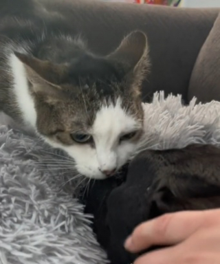 Illustration de l'article : Elle ne peut retenir ses larmes en filmant les adieux déchirants de son chat à son ami chien mourant  (vidéo)