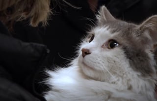 Illustration de l'article : Un chat fugue et laisse sa famille dans le désarroi pendant 2 mois, jusqu'à ce "miracle de Noël"