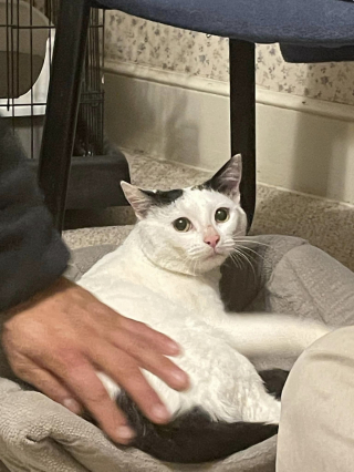 Illustration de l'article : Après un voyage de 7000 kilomètres et une fugue de plusieurs semaines, ce chat peut enfin commencer sa nouvelle vie