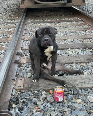 Illustration de l'article : Une association sauve un chien découvert abandonné et blessé sur les rails