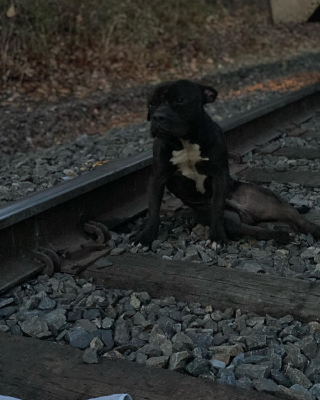 Illustration de l'article : Une association sauve un chien découvert abandonné et blessé sur les rails