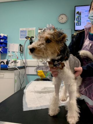 Illustration de l'article : Un chiot se fait attaquer par un chien lors d’une balade, et ses blessures sont si graves qu’elles sont du jamais-vu pour les vétérinaires