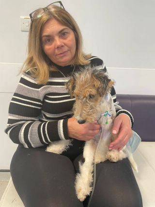 Illustration de l'article : Un chiot se fait attaquer par un chien lors d’une balade, et ses blessures sont si graves qu’elles sont du jamais-vu pour les vétérinaires