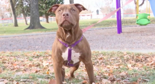 Illustration de l'article : Un chien sauve la vie de sa maîtresse, victime d’une agression lors d'une balade dans un parc