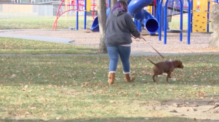 Illustration de l'article : Un chien sauve la vie de sa maîtresse, victime d’une agression lors d'une balade dans un parc