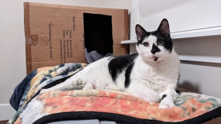 Illustration de l'article : Un chat maltraité se bat désormais pour perdre du poids, recouvrer la santé et commencer une nouvelle vie