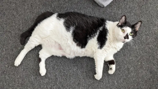 Illustration de l'article : Un chat maltraité se bat désormais pour perdre du poids, recouvrer la santé et commencer une nouvelle vie