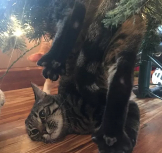 Illustration de l'article : 16 photos de chats qui n'ont pas pu résister à l'envie d'attaquer le sapin de Noël