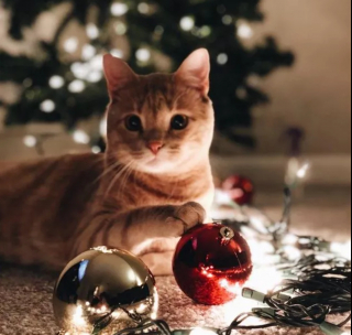 Illustration de l'article : 16 photos de chats qui n'ont pas pu résister à l'envie d'attaquer le sapin de Noël