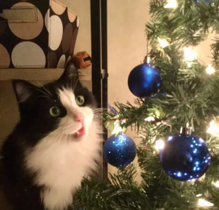 Illustration de l'article : 16 photos de chats qui n'ont pas pu résister à l'envie d'attaquer le sapin de Noël