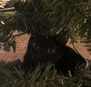 Illustration de l'article : 16 photos de chats qui n'ont pas pu résister à l'envie d'attaquer le sapin de Noël
