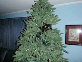 Illustration de l'article : 16 photos de chats qui n'ont pas pu résister à l'envie d'attaquer le sapin de Noël