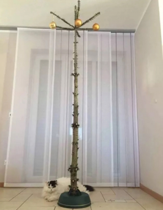 Illustration de l'article : 16 photos de chats qui n'ont pas pu résister à l'envie d'attaquer le sapin de Noël