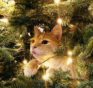 Illustration de l'article : 16 photos de chats qui n'ont pas pu résister à l'envie d'attaquer le sapin de Noël