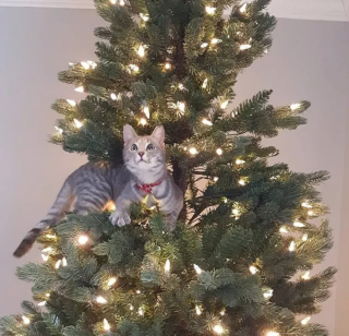 Illustration de l'article : 16 photos de chats qui n'ont pas pu résister à l'envie d'attaquer le sapin de Noël