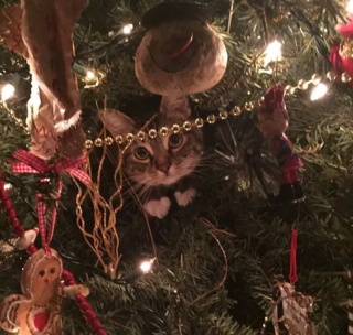 Illustration de l'article : 16 photos de chats qui n'ont pas pu résister à l'envie d'attaquer le sapin de Noël