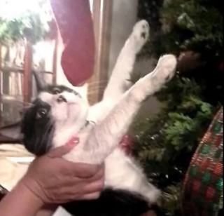Illustration de l'article : 16 photos de chats qui n'ont pas pu résister à l'envie d'attaquer le sapin de Noël