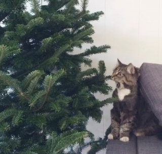 Illustration de l'article : 16 photos de chats qui n'ont pas pu résister à l'envie d'attaquer le sapin de Noël