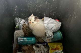 Illustration de l'article : Un chaton est retrouvé au fin fond d’une poubelle, dans laquelle il a volontairement été abandonné