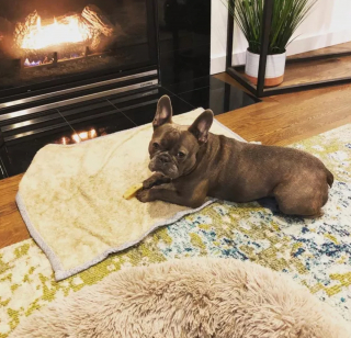 Illustration de l'article : 14 chiens qui profitent de la douce chaleur et du fascinant spectacle offerts par la cheminée