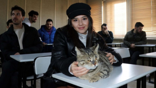 Illustration de l'article : Un chat découvert blessé dans une université en devient la mascotte