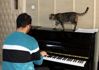 Illustration de l'article : Un chat découvert blessé dans une université en devient la mascotte