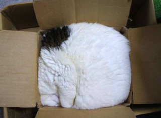 Illustration de l'article : 10 photos de chats prouvant qu'ils fêtent Noël eux aussi, mais à leur manière