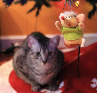 Illustration de l'article : 10 photos de chats prouvant qu'ils fêtent Noël eux aussi, mais à leur manière